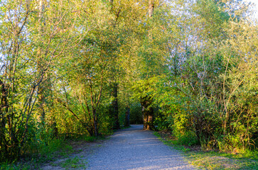 Matsqui Trail along the Fraser River bank near Mission Bridge, Fraser Valley, BC, Canada