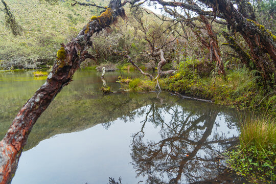 Magical polylepis forest, trails in the middle of ancient trees