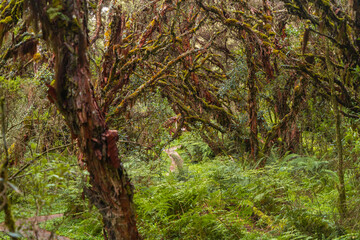 Magical polylepis forest, trails in the middle of ancient trees