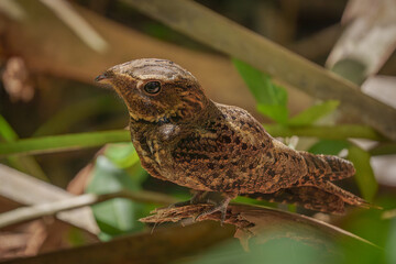 Obraz premium Chuck-will's-widow perched on a palm frond