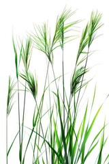 Naklejka premium A detailed view of lush green blades against a plain white background, suitable for designs and layouts