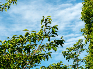 新緑が鮮やかな桜の葉と青空