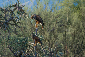 Two Harris's hawks seen in Tucson Arizona