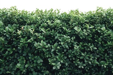 A photograph of a green leaf bush with a white sky as the backdrop