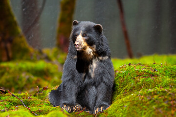 A very rare wild South American spectacled bear in the rainy rainforest