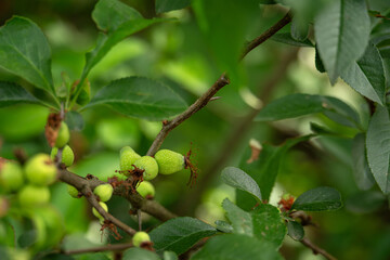 Green fruits of fragrant ornamental apples on the tree.