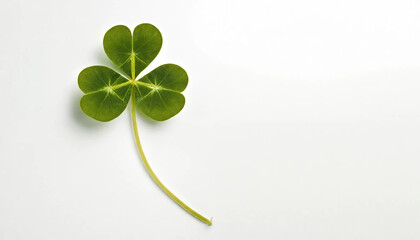 Clover on white background, 16:9, 300 dpi with copyspace