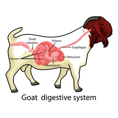 Boer Goat Digestive system vector illustration