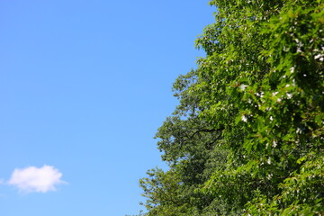 Green leaves on the tree and the blue sky