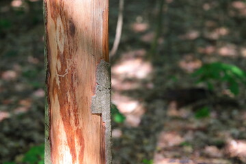 Brown tree trunk without bark in the forest