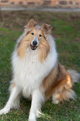 Rough collie breed dog posing outdoors green grass