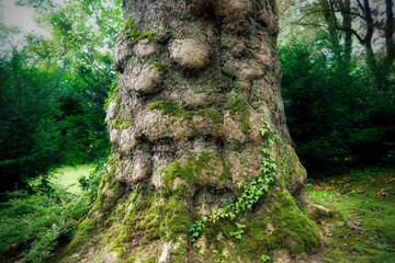 quaint trunk of a very old plane tree in a cemetery in cologne