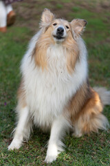 Rough collie breed dog posing outdoors green grass