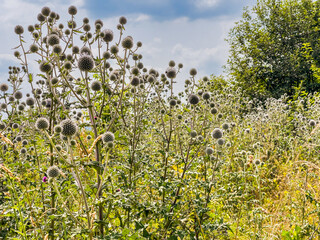 Echinops sphaerocephalus, glandular globe-thistle wildly growing in the meadow in Prague, Zbraslav, Czech republic