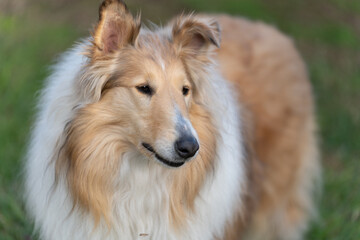 Rough collie breed dog posing outdoors green grass