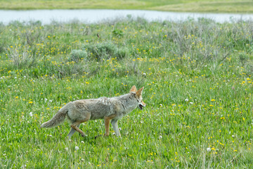 coyote hunting in a green field