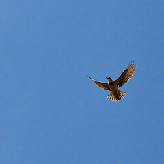 Fototapeta premium A bean spreads across the blue sky.