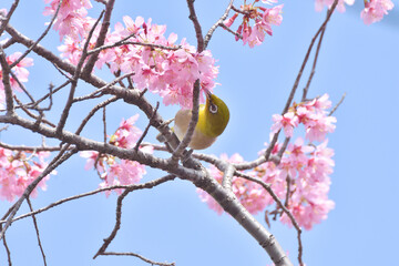 長徳寺のおかめ桜とメジロ