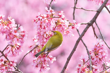 長徳寺のおかめ桜とメジロ