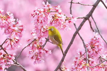 長徳寺のおかめ桜とメジロ