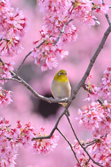 長徳寺のおかめ桜とメジロ