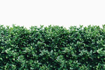 Obraz premium A lush bush of green leaves set against a clear white sky, ideal for use in nature-inspired designs or illustrations