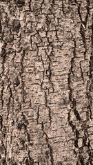 Rough bark pattern for background