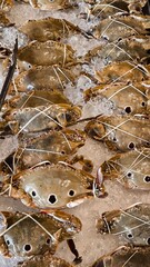 Crab on ice in a restaurant. seafood