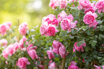 The roses planted in the park