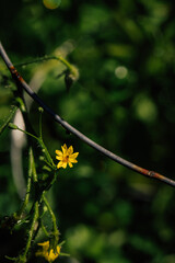 yellow flower on tomato plant