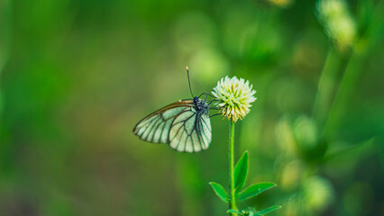 a white butterfly on a clover in close-up