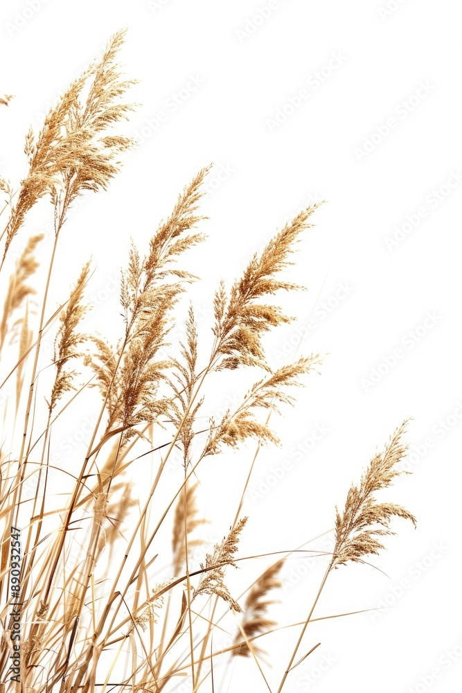 Poster a field of tall brown grass stretches towards the clear blue sky with no clouds in sight