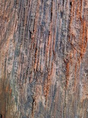 Close-up of old coconut wood texture background. Suitable for additional design projects.