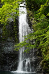 Obraz premium waterfall in Minoo park Osaka