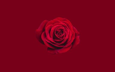 Close up of a tropical red rose plant, the surface and flower frame are clearly visible, as an...