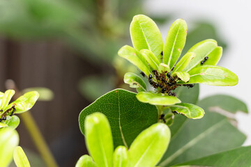 アリとアブラムシ