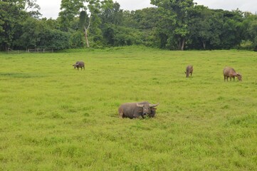 buffalo grazing in a field