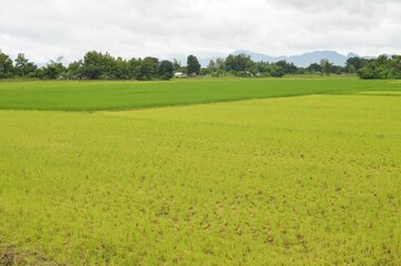 landscape of rice field in the countryside