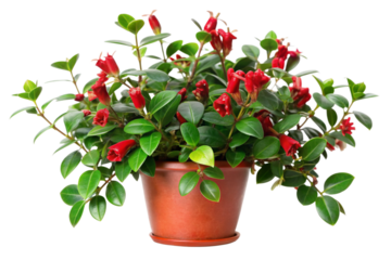 Vibrant Red Lipstick Plant (Aeschynanthus radicans) in Terracotta Pot. A Houseplant for Indoor Gardening Enthusiasts