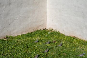 Stucco Corner Wall with Green Grass and Gray Doves in the Foreground.