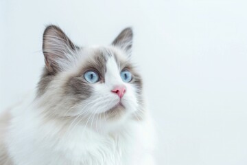 Beautiful Blueeyed Long Haired Cat Sitting on White Background Space with Copy for Travel, Beauty, or Fashion Editorial