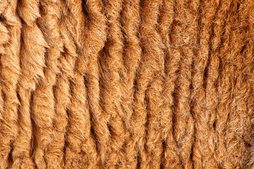 Detailed macro photo of a Red Kangaroos fur. The red kangaroo is the largest of all kangaroos, the largest terrestrial mammal native to Australia, and the largest extant marsupial.
