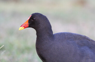 Close up portrait of a Dusky Moorhen bird