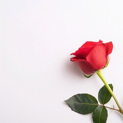 Obraz premium A single red rose flowers in the corner on a white background.