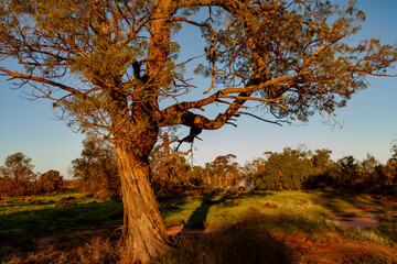 Swan Hill and soround rural Victoria, Australia © prn.studio