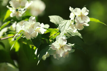 Jasmine shrub with beautiful blooming flowers outdoors