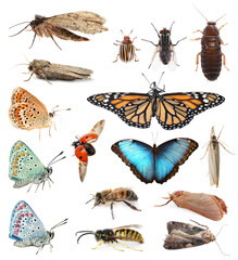 Naklejka premium Collection of different insects isolated on white
