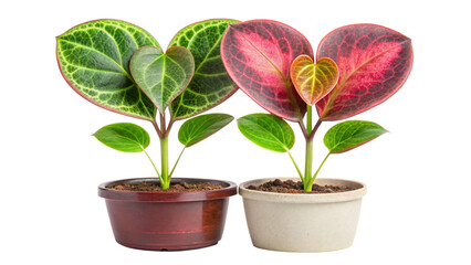 Obraz premium Two Heart-Shaped Philodendron Plants in Pots. Red and Green