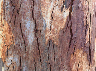 Eucalyptus tree bark texture, Bark of eucalyptus tree, seamless texture, a eucalyptus tree bark texture background image