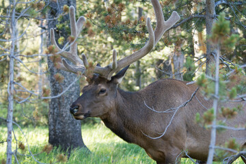 Obraz premium Bull elk walking through the forest